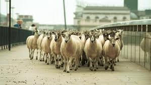 drovers sheep
